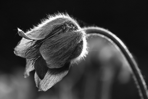 dead flower