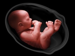 in the womb